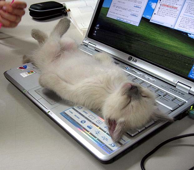 Cat sleeping on a computer - mouse is missing