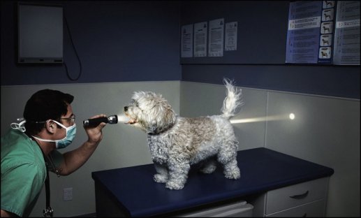 veterinary sees through dog