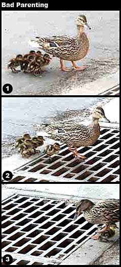 Duck walks babies over ope ngrate