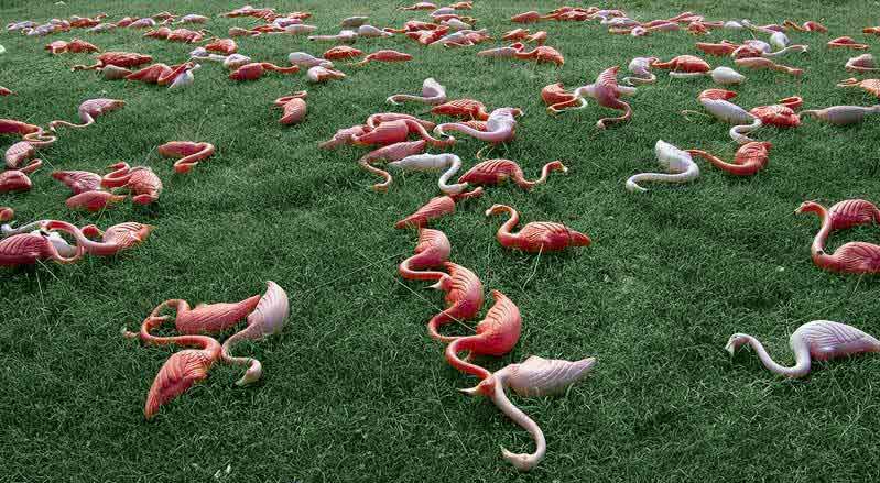 plastic flamingoes all laying on sides in yard