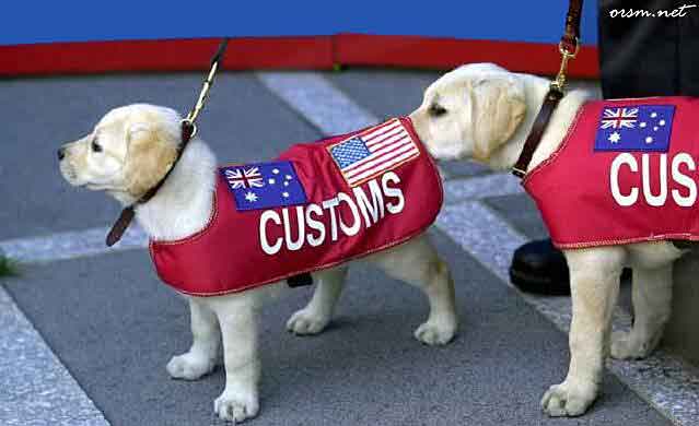 One customs dog sniffing another
