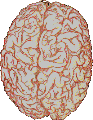 Looking inside a man's brain