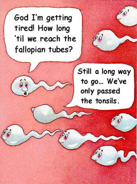 Sperm Swimming to Life